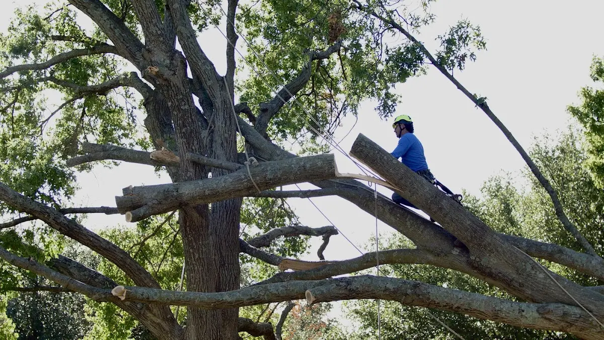 Professional Crown Thinning performed by certified arborists in Bristol