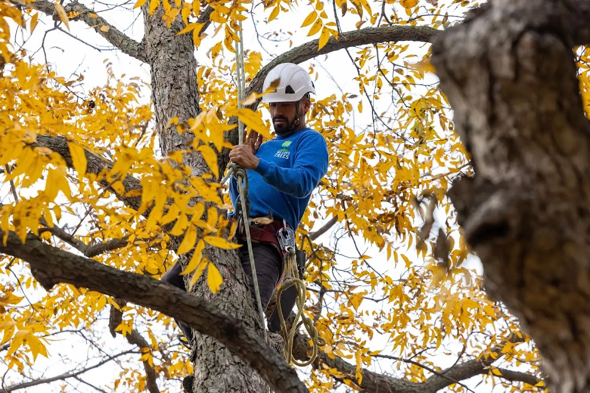 Skilled Tree Trimming crew working in Bristol
